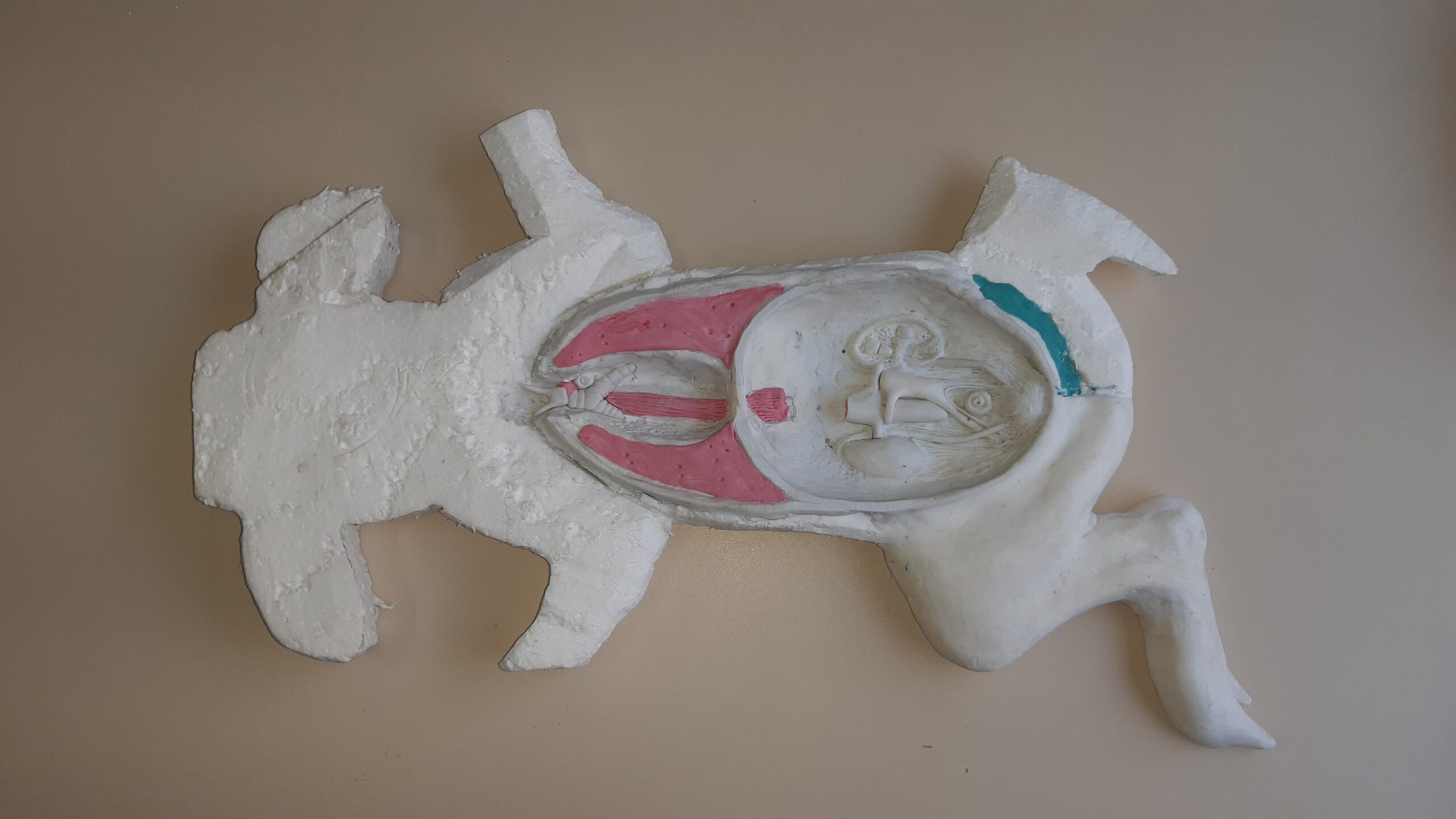 Confecção órgãos suíno - etapa 3