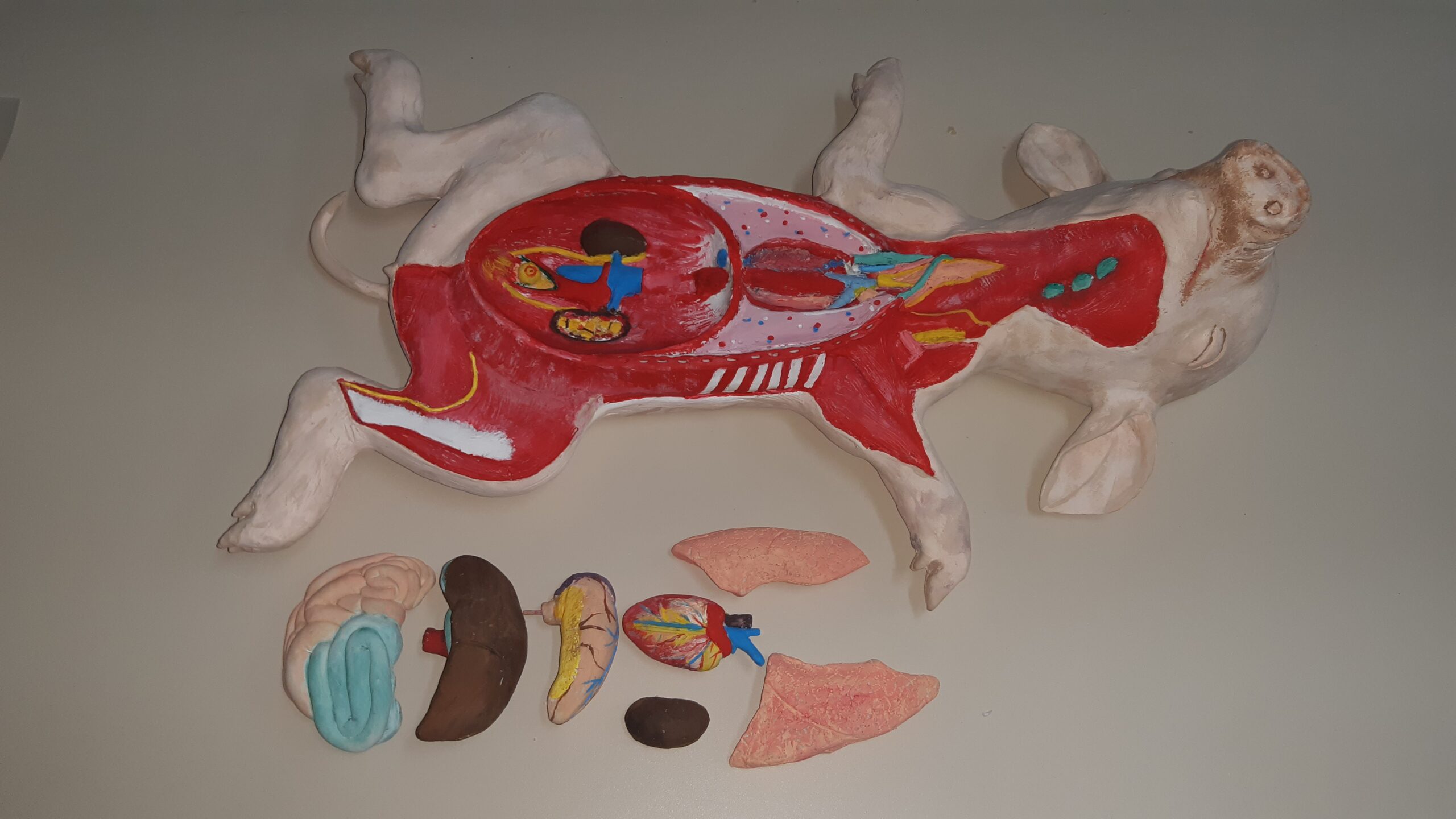 Confecção órgãos suíno - etapa 4