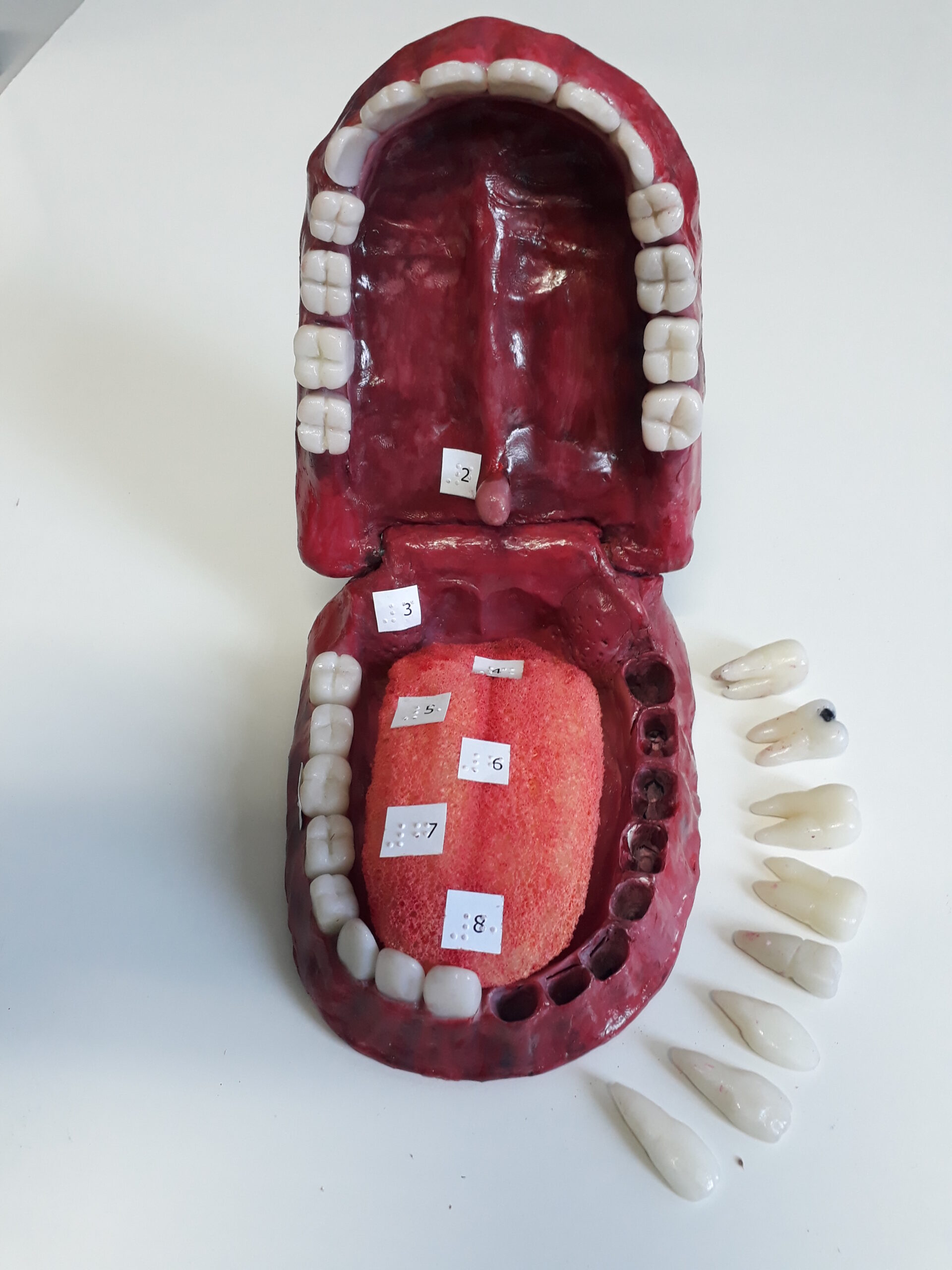 Modelo de boca humana em 3D