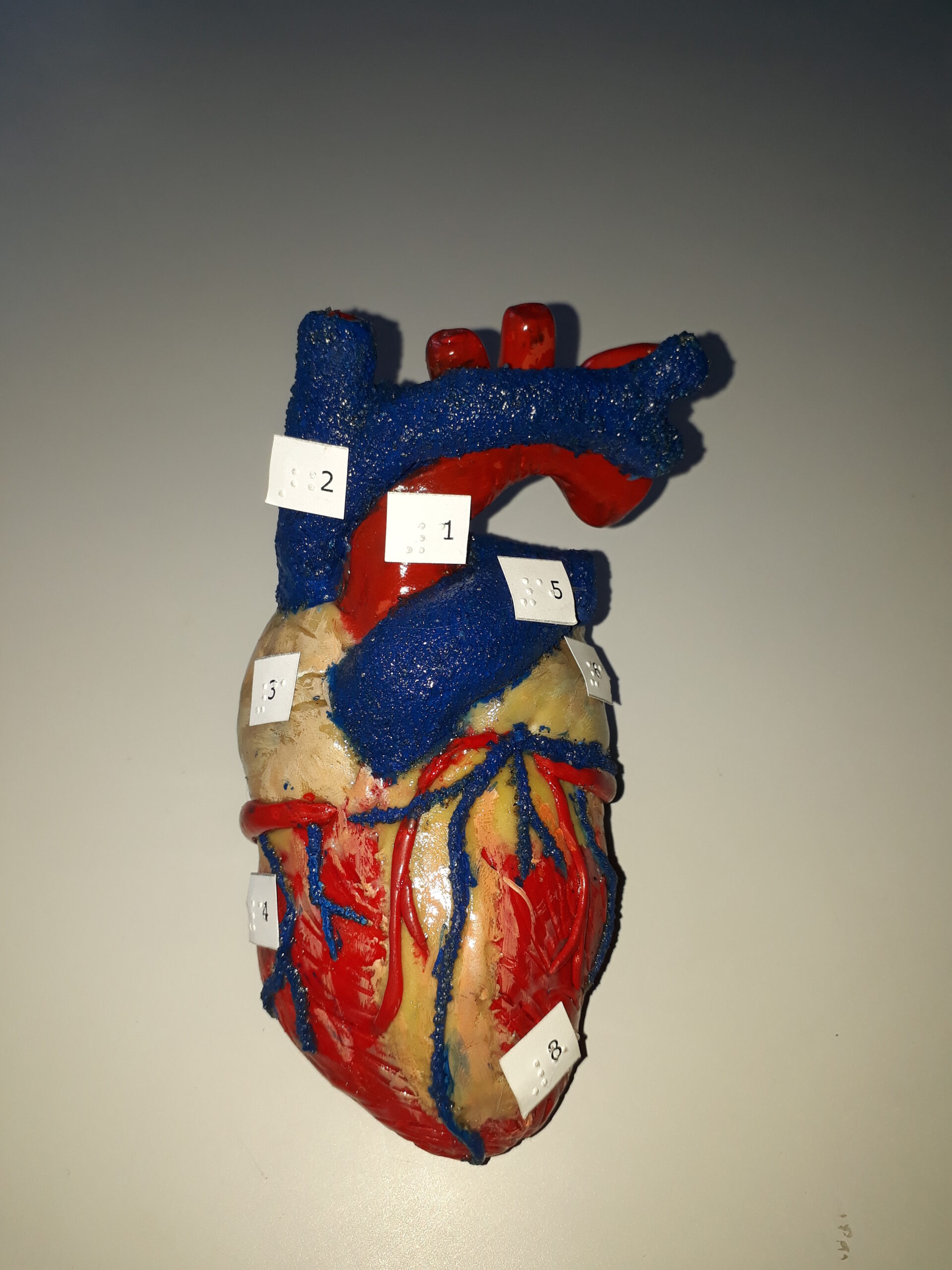 Modelo de coração em 3D