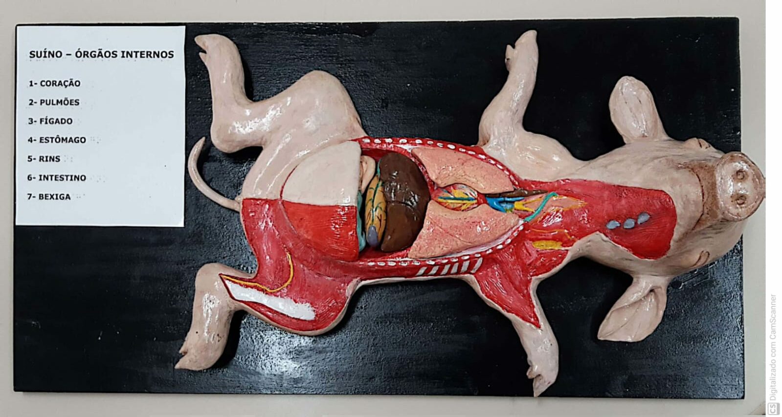 Confecção órgãos suíno - etapa final